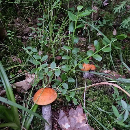 Appartement U Janka Krynica-Zdrój