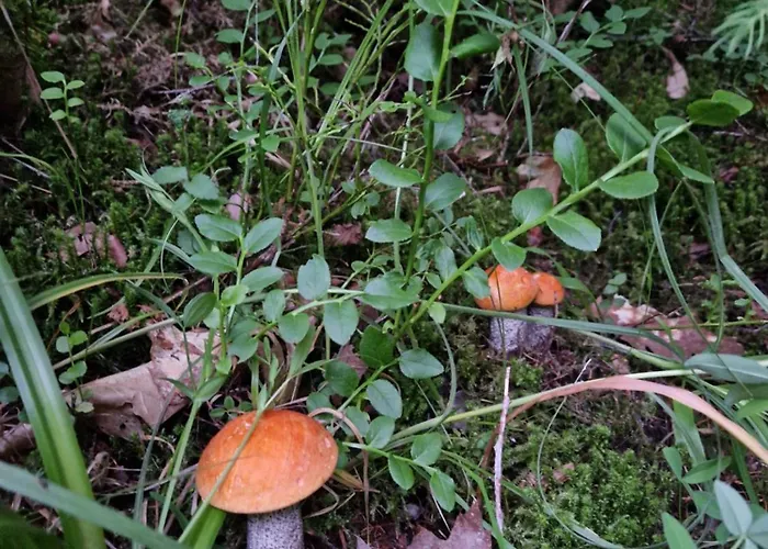 Apartmán U Janka Krynica-Zdrój